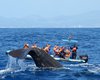 Whale Watching in Azores: When is the best time?