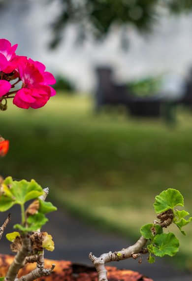 <p>Garden</p>